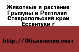 Животные и растения Грызуны и Рептилии. Ставропольский край,Ессентуки г.